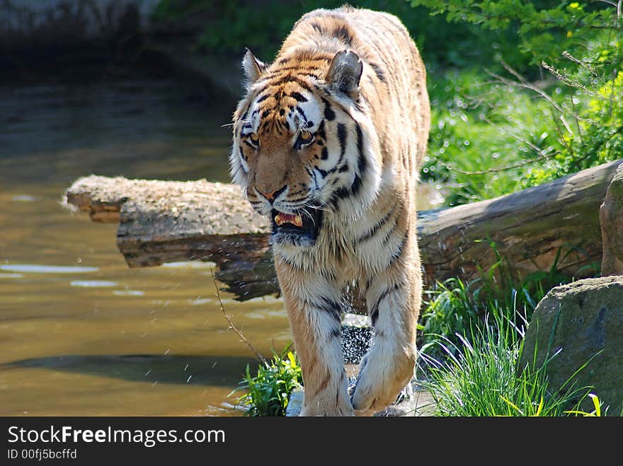 Tiger in action near waters