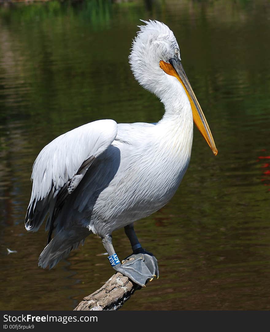 Pelican