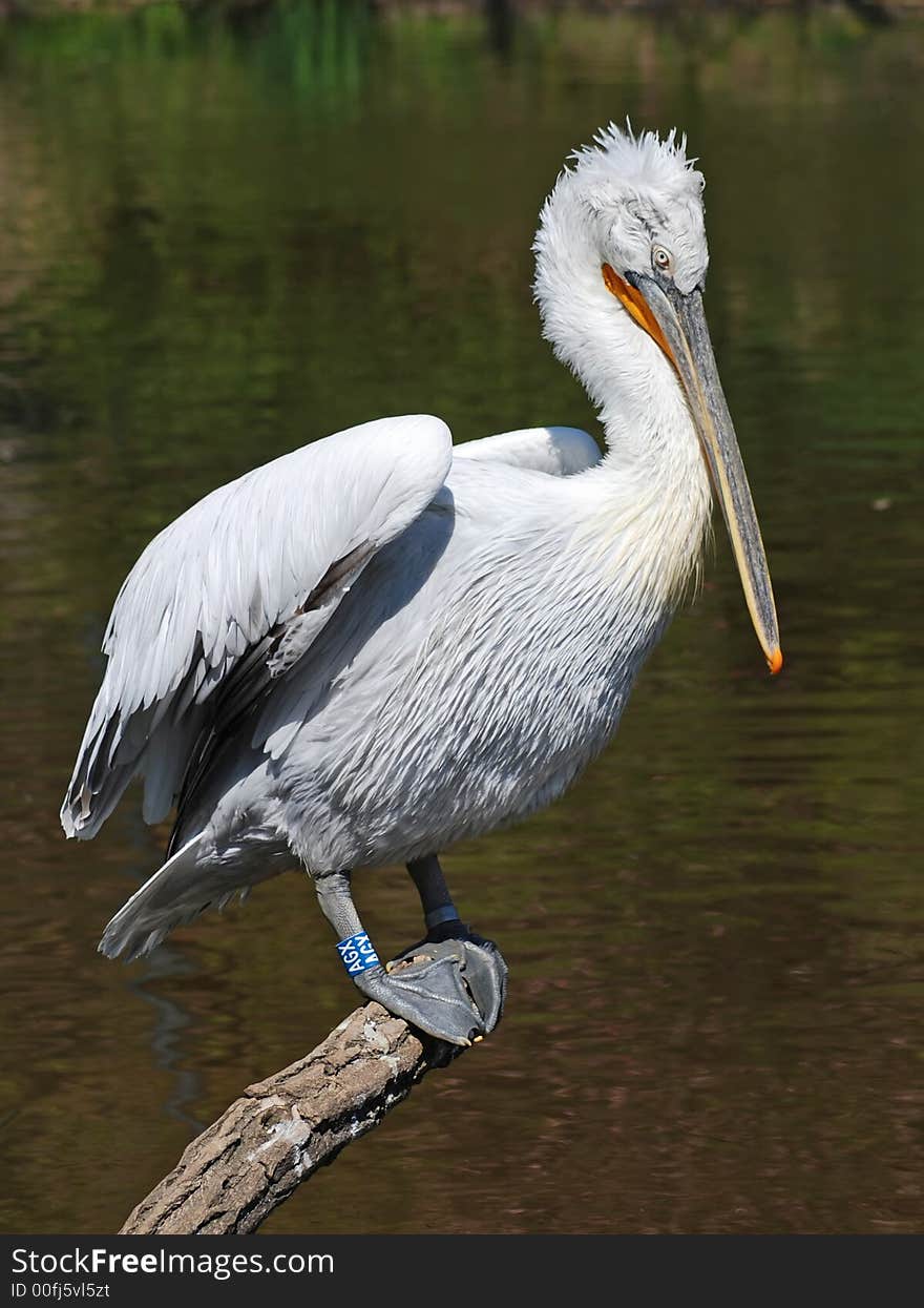 Pelican sitting on branch near waters