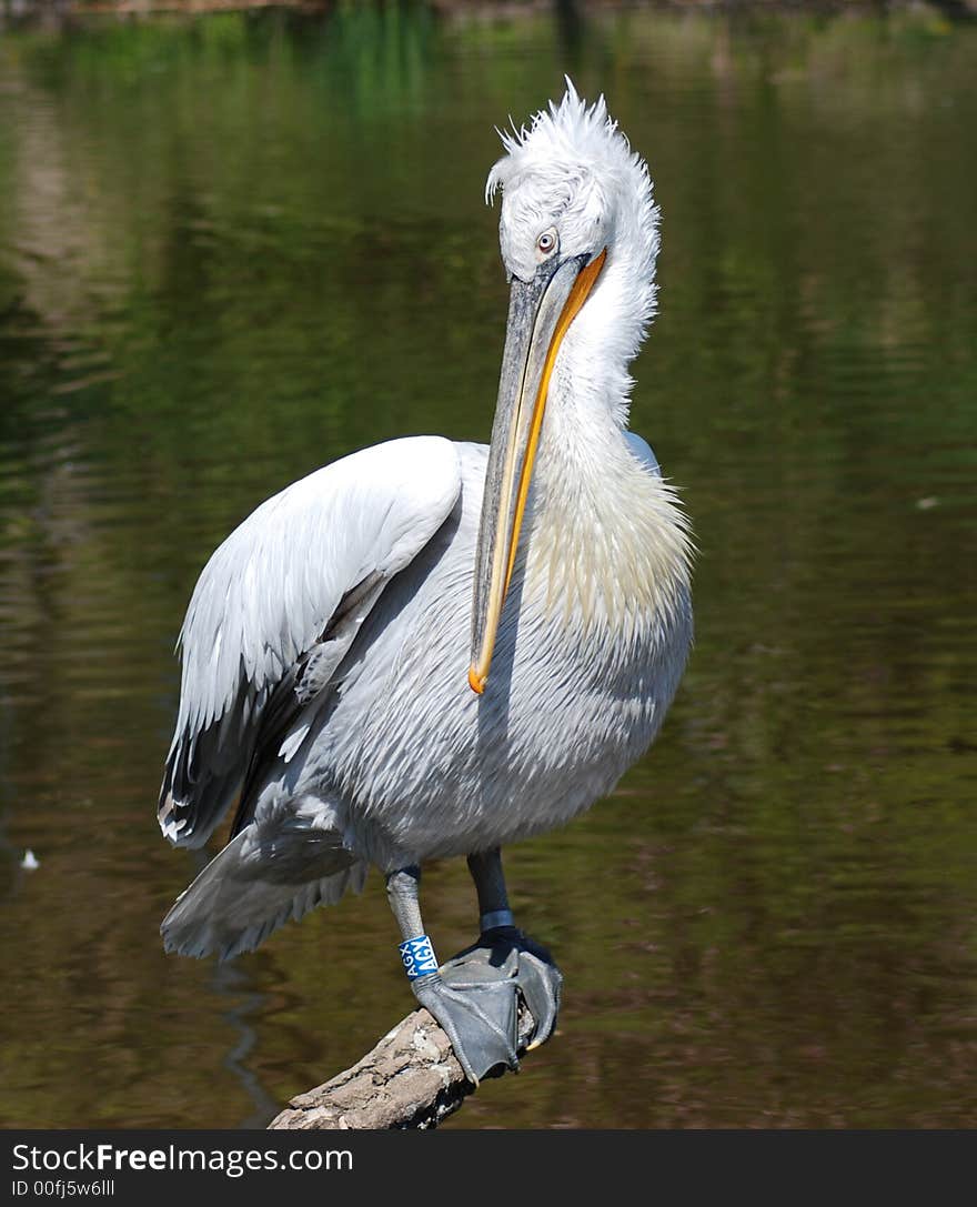 Pelican