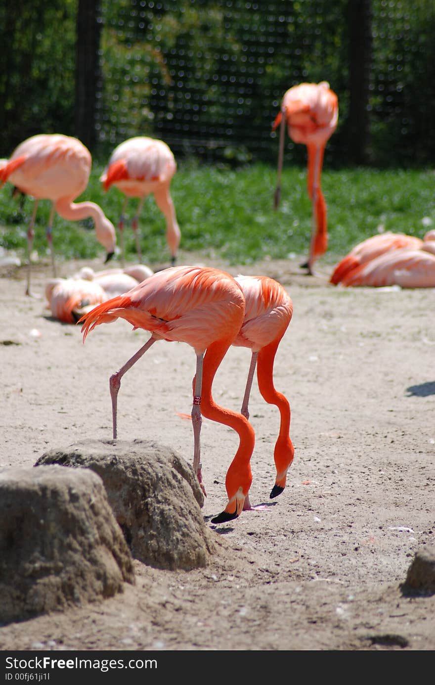 Flamingos