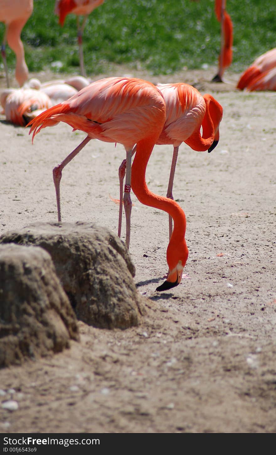 Flamingos