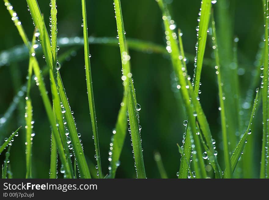 Greenery after rain against sunshine. Greenery after rain against sunshine