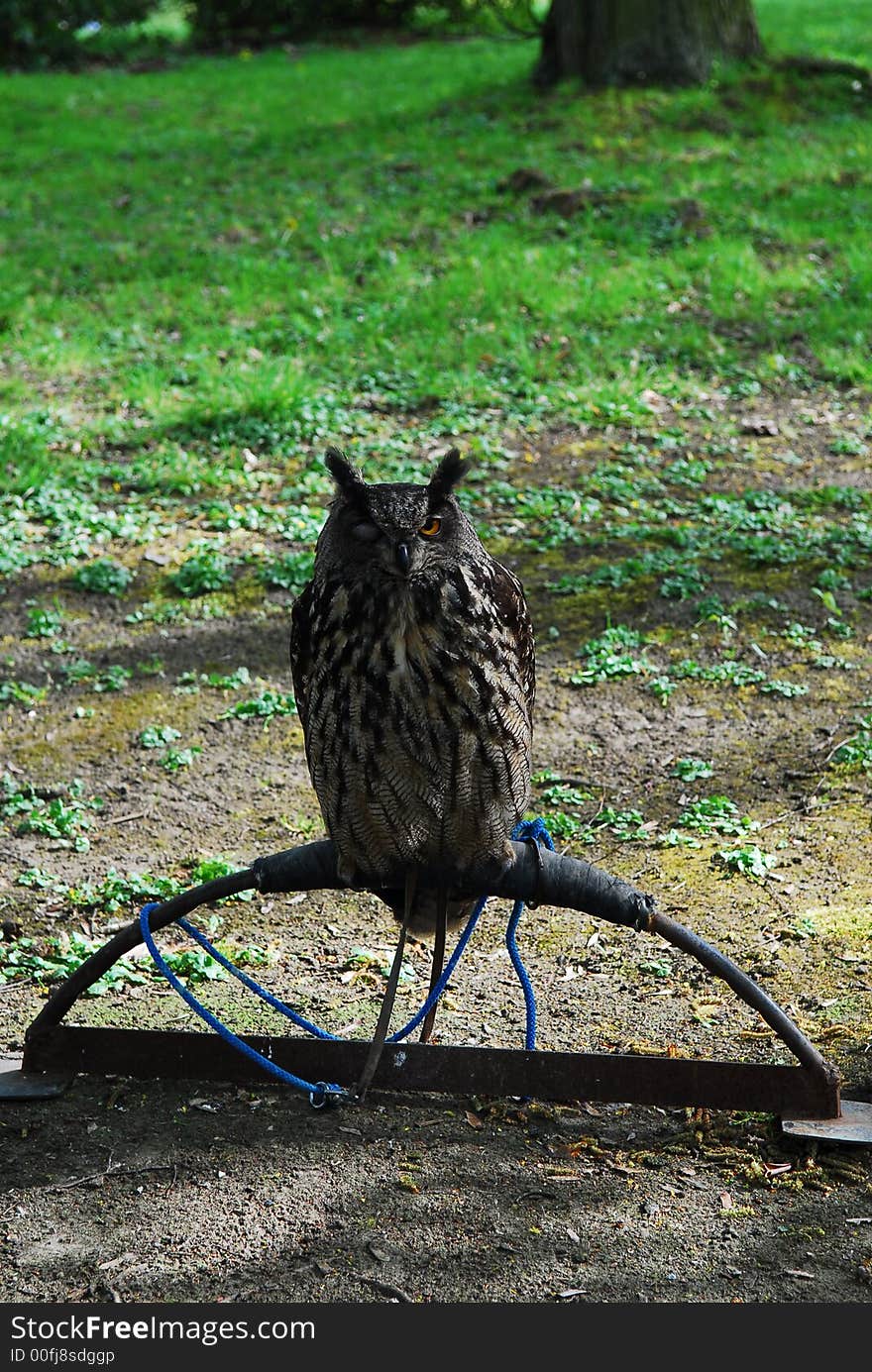 Eagle-owl