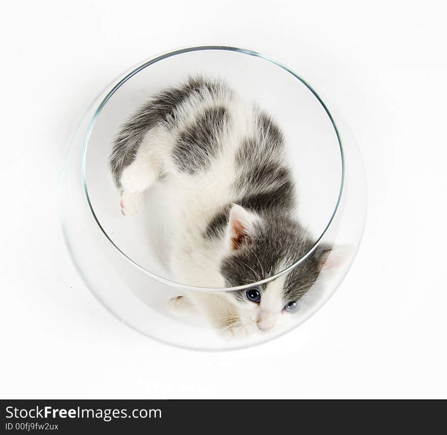 A kitten plays inside of a glass fishbowl on white background. A kitten plays inside of a glass fishbowl on white background