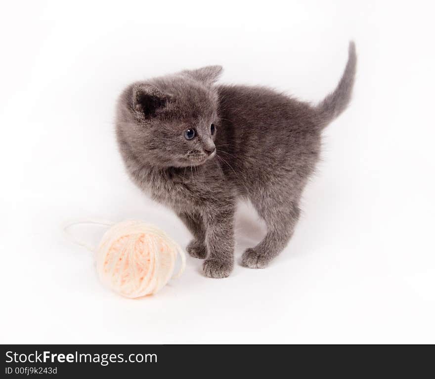 Gray Kitten And Ball Of Yarn