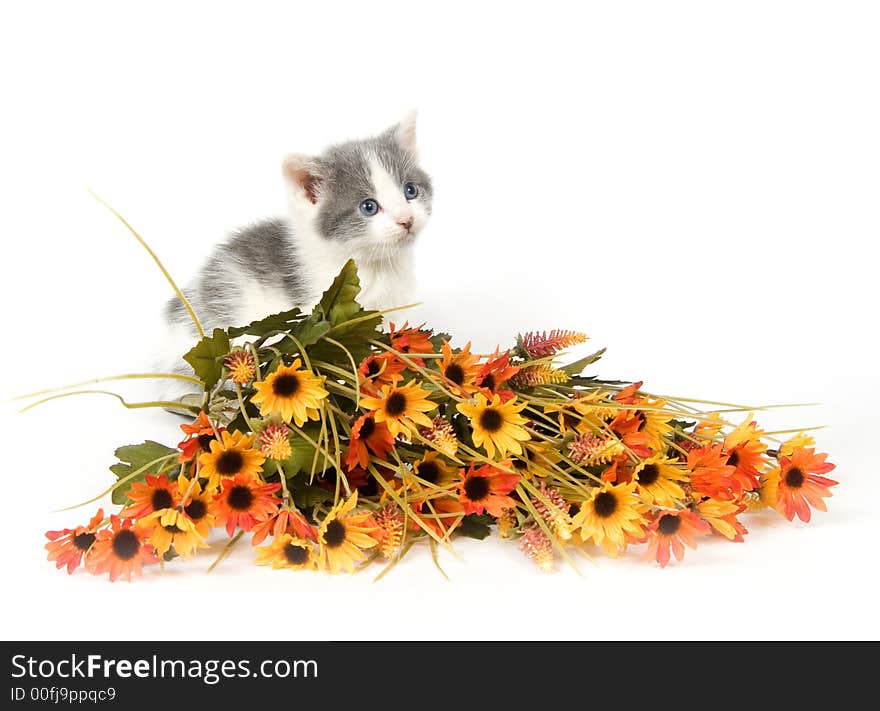 A Gray and white kitten with a bouquet