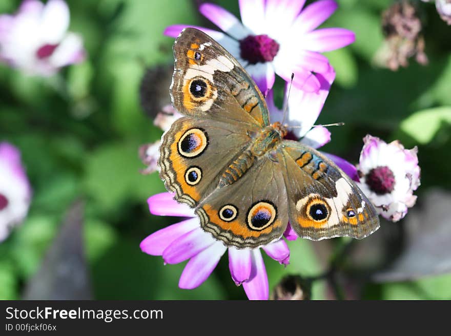 A beautiful buckeye butterfly resting on a flower. (Junonia Coenia). The buckeye is a medium-sized butterfly with two large multicolored eyespots on hindwings and one large eyespot on forewings.