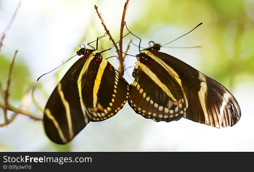 Zebra Longwing butterfly roosting under a tree branch in the desert. ( Heliconius Charitonius)
