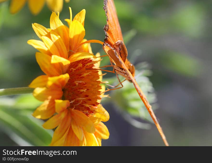 Julia Longwing Butterfly