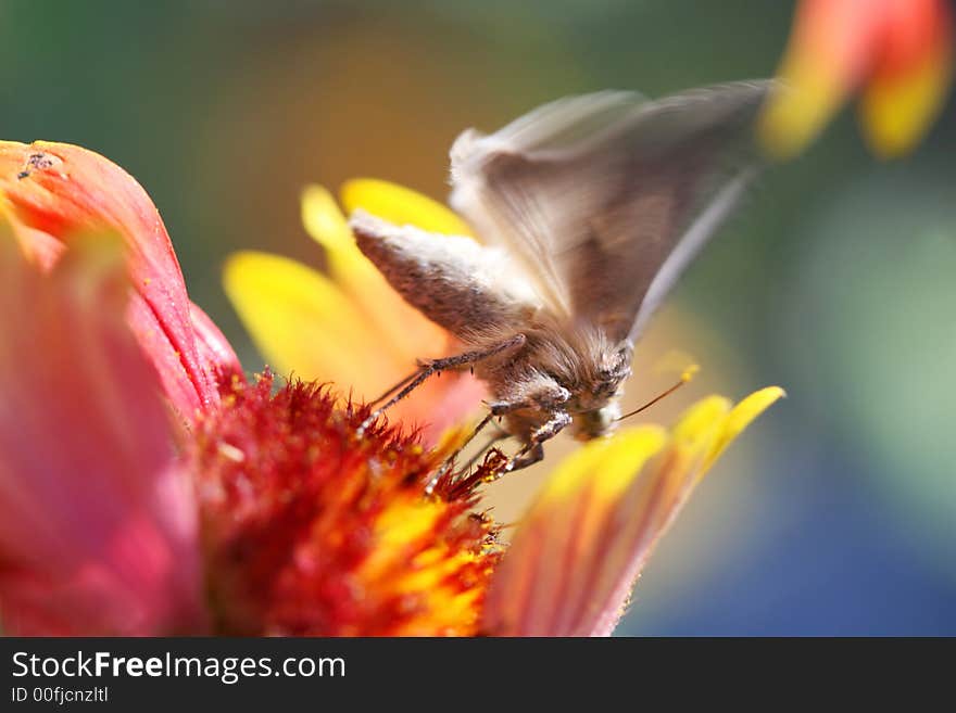 Close Up shot of a butterfly feeding off a flower. It's wings have motion blur