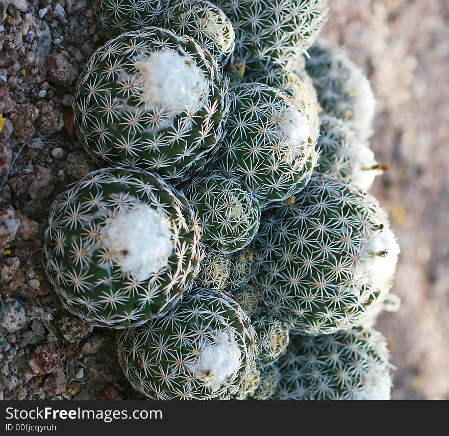 Close up shot of a desert ball cactus. Great detail in the thorns sticking out. Shot with a Canon 30D and 100mm macro lens