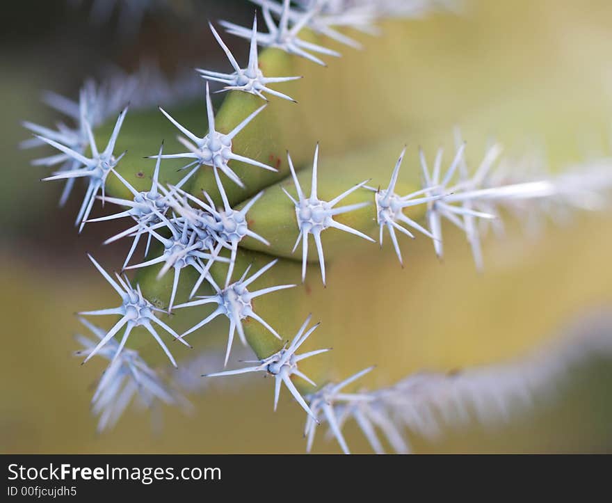 Close up shot of a desert cactus. Great detail in the thorns sticking out. Shot with a Canon 30D and 100mm macro lens. Close up shot of a desert cactus. Great detail in the thorns sticking out. Shot with a Canon 30D and 100mm macro lens