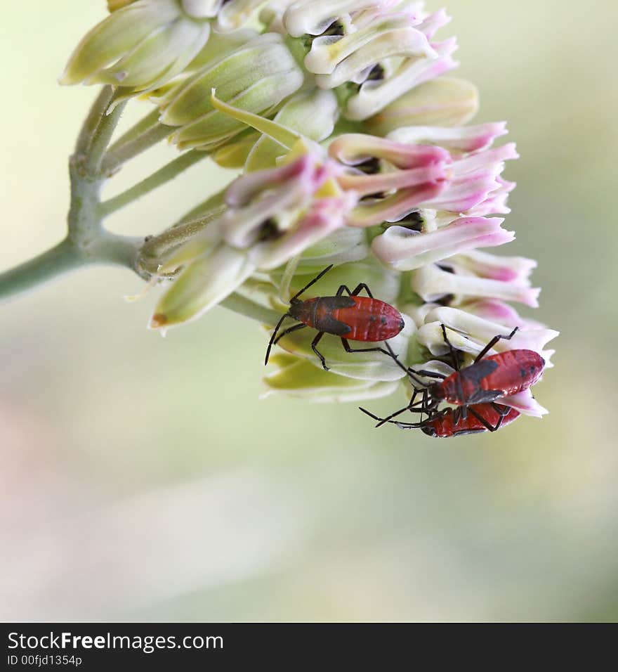 Red beetles