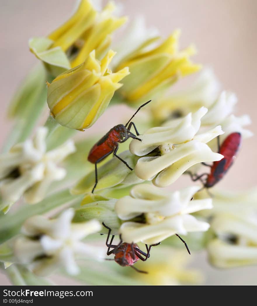 Red beetles