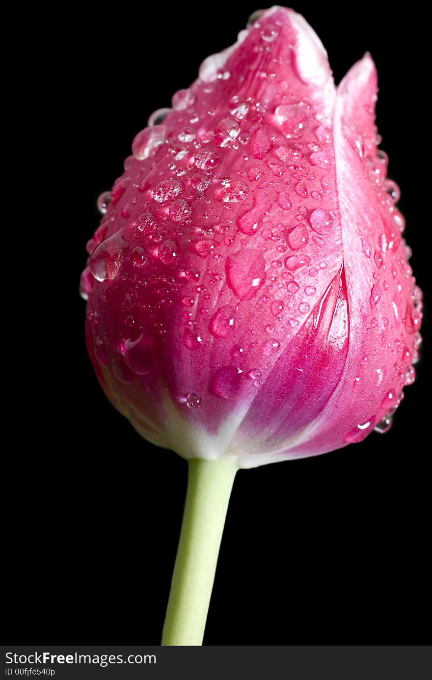 Nice red tulip with water drops on black background