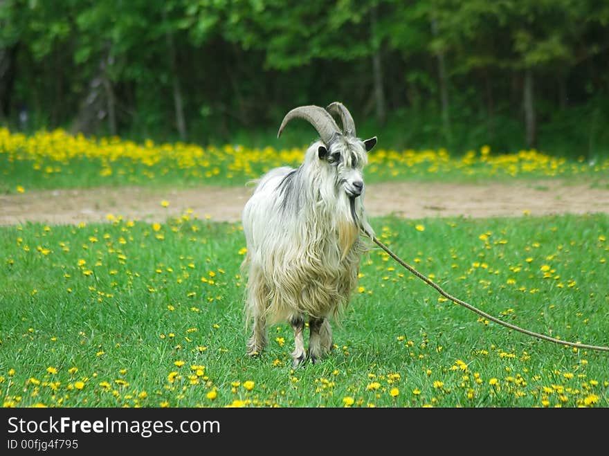 Goat with big horns on green meadow