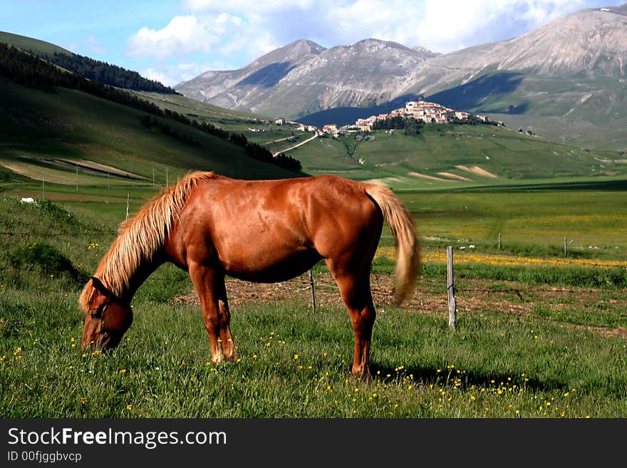 Image of an horse eating grass in Castelluccio di Norcia - umbria - italy