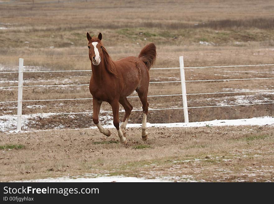 Arabian horse Galloping in the snow. Arabian horse Galloping in the snow