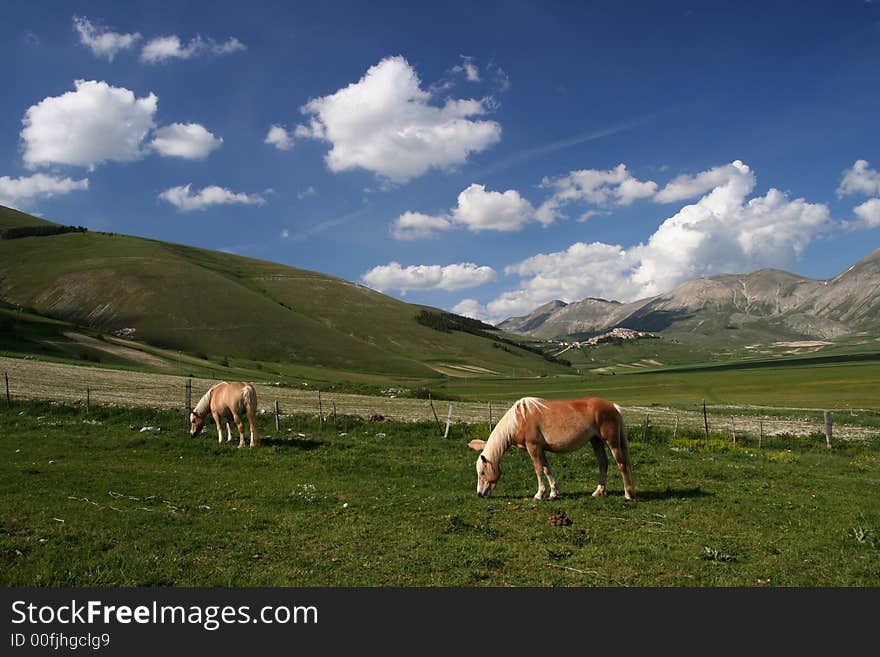 Image of two horses with landscape in background in Castelluccio di Norcia - umbria - italy