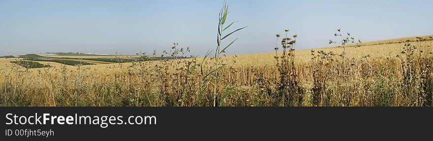 Wheat field panorama, the Galilee, Israel