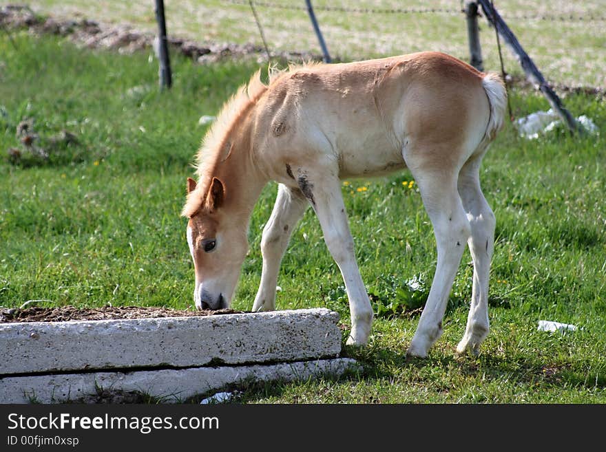 Image of a foal in Castelluccio di Norcia - umbria - italy