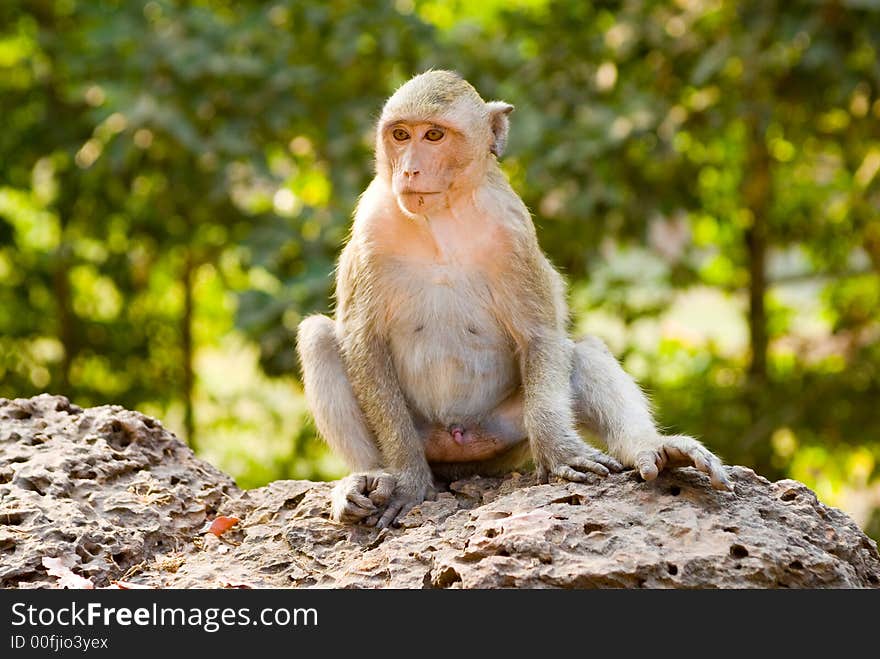 Sitting monkey