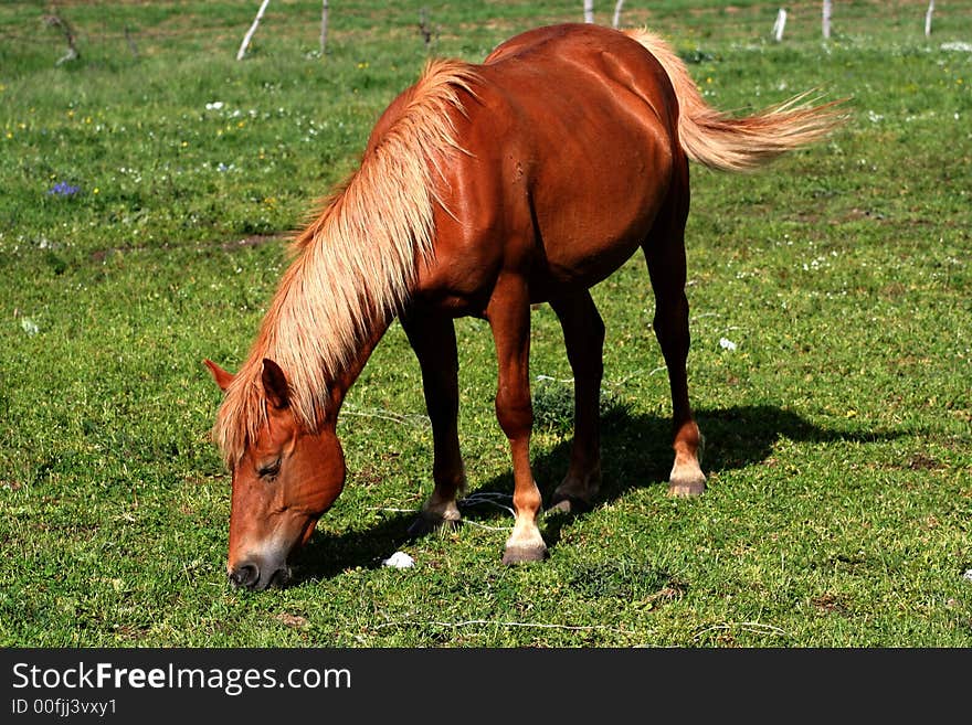 Image of an horse eating grass in Castelluccio di Norcia - umbria - italy