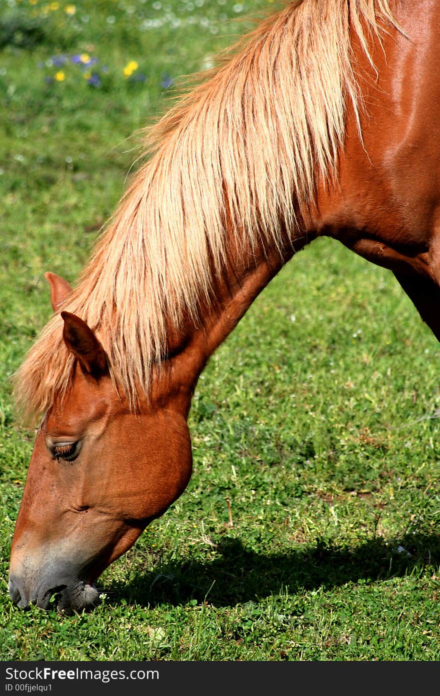 Image of an horse eating grass in Castelluccio di Norcia - umbria - italy. Image of an horse eating grass in Castelluccio di Norcia - umbria - italy