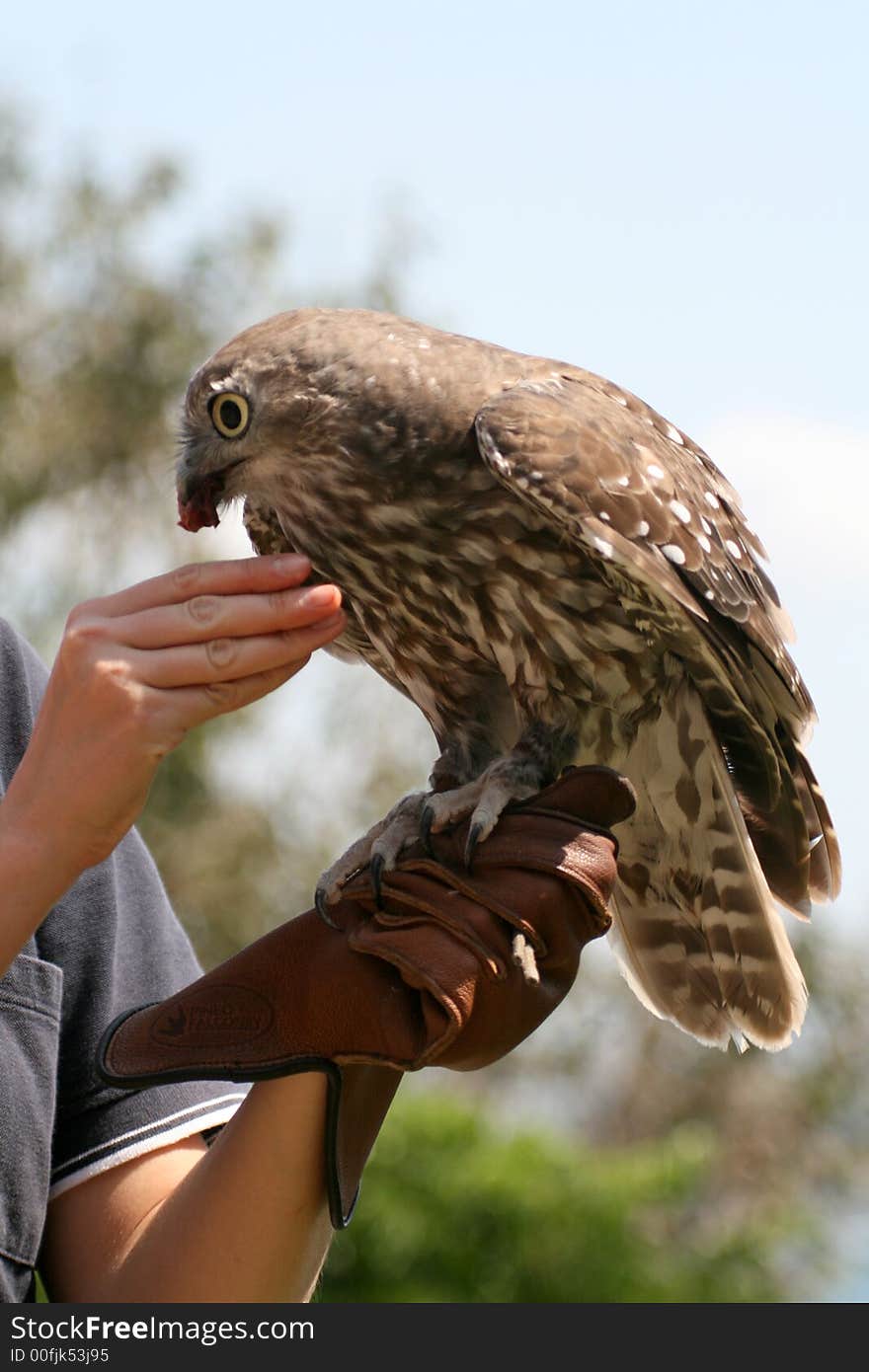 Falcon Eating