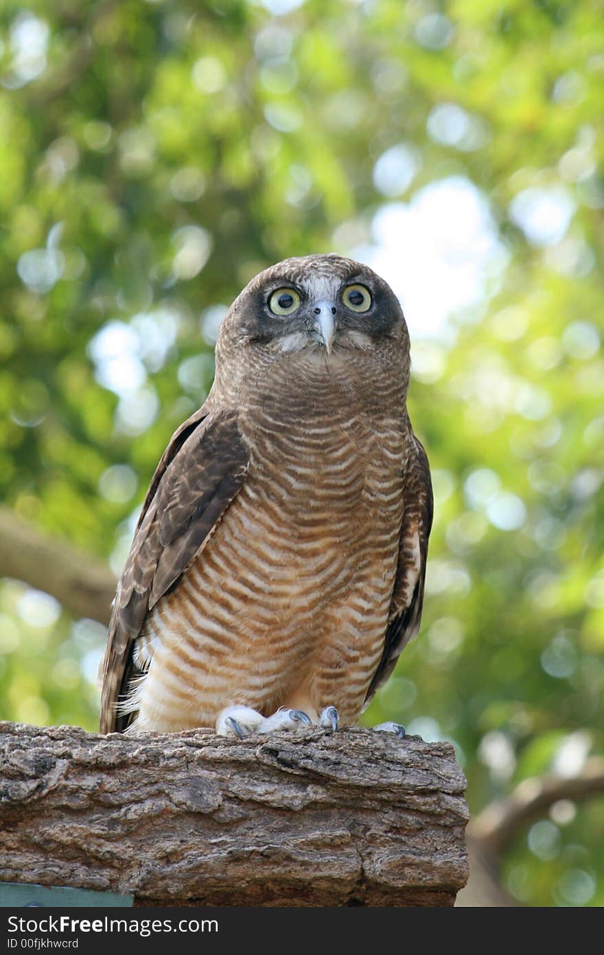 Owl On A Branch