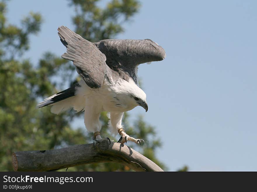 Eagle Take Off