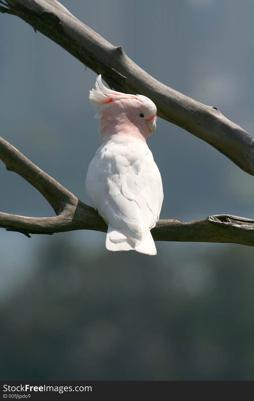 Pink and white parrot on a tree