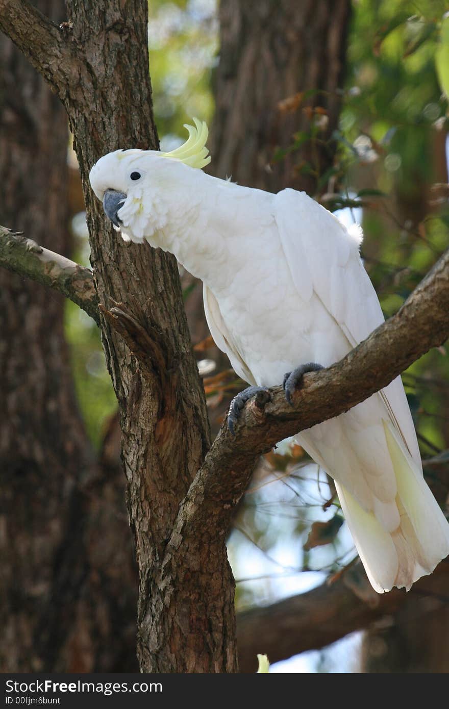 Curious Looking White Parrot