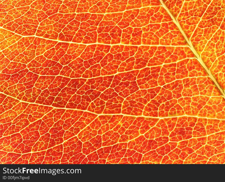 Red Leaf Background