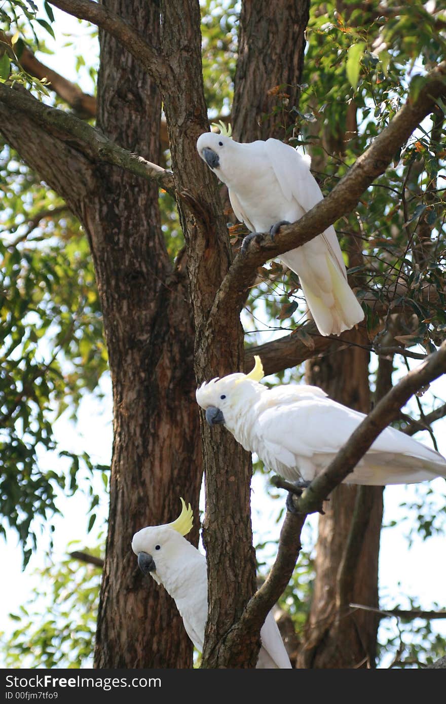 Three white parrot