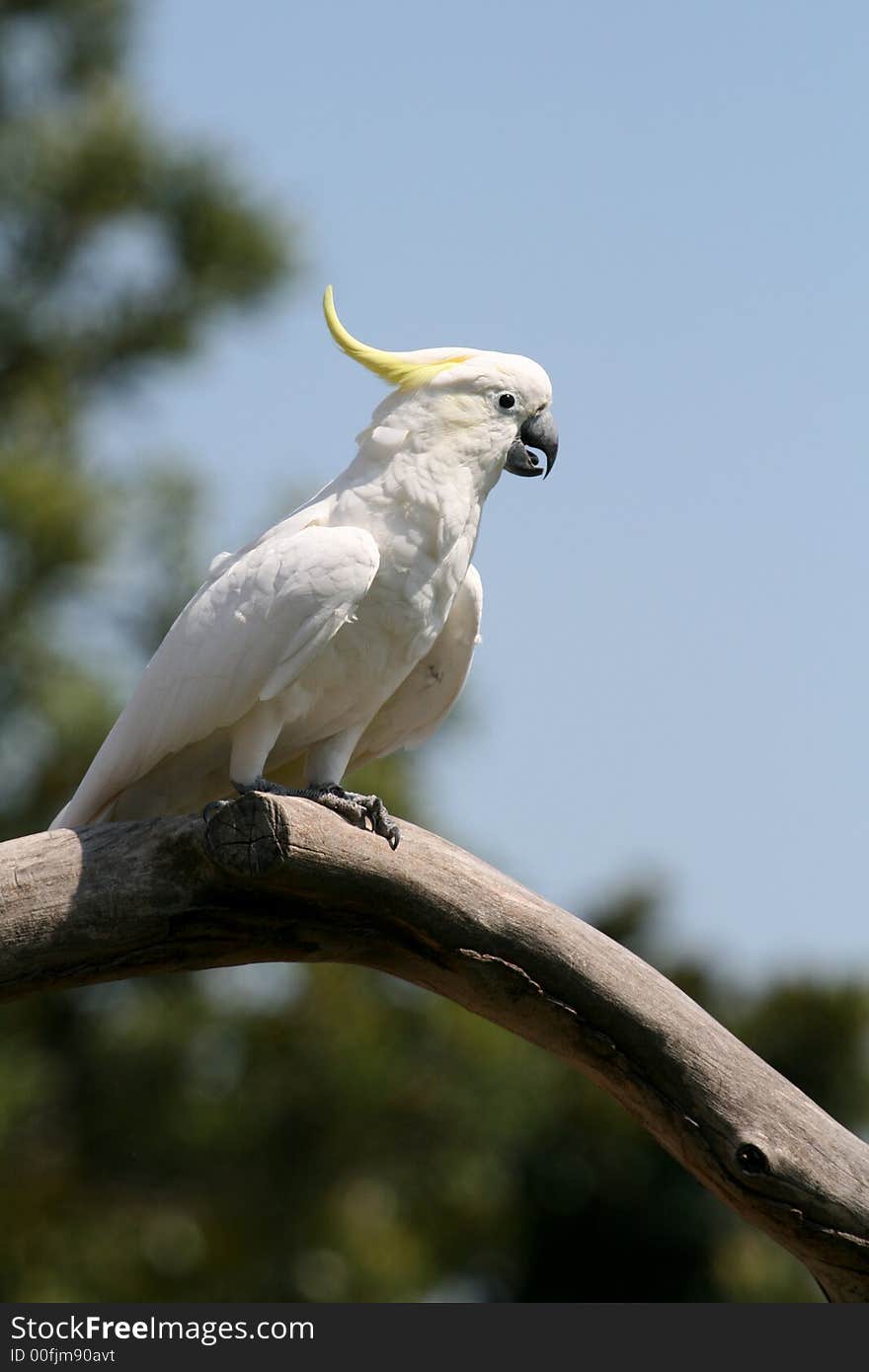 White and yellow parrot