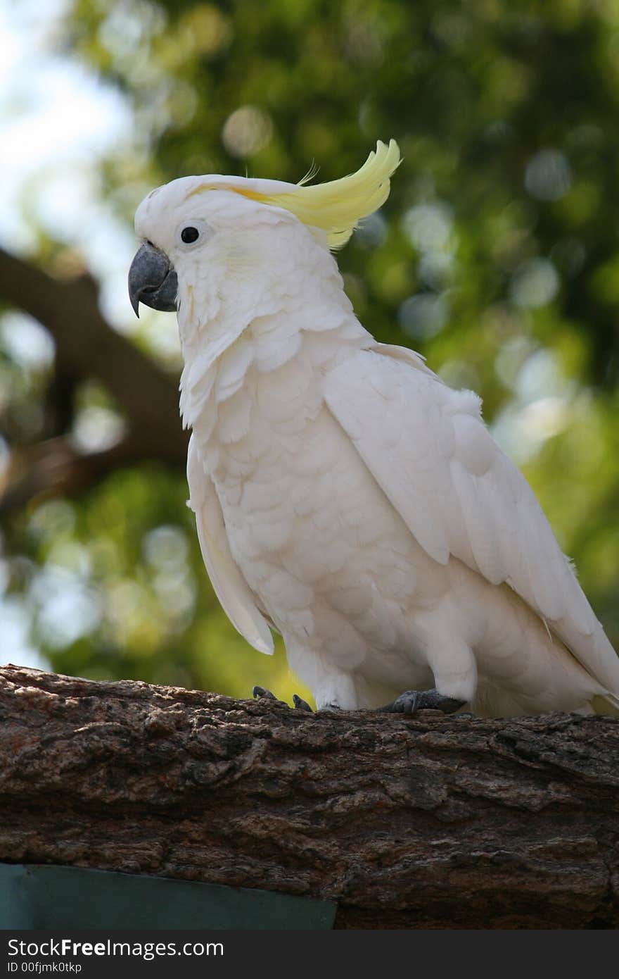 Light pink parrot