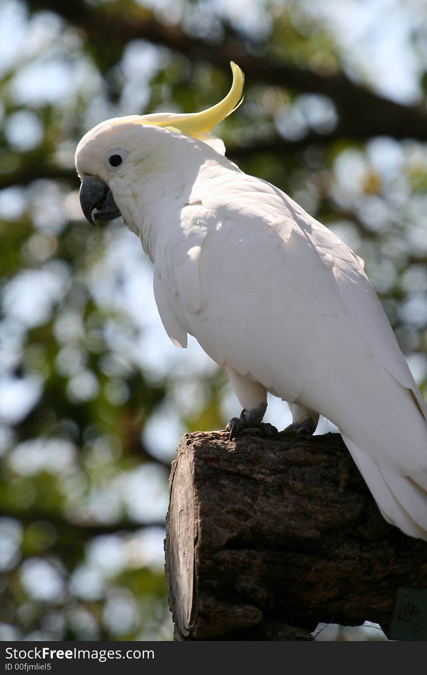 Parrot In Backlight