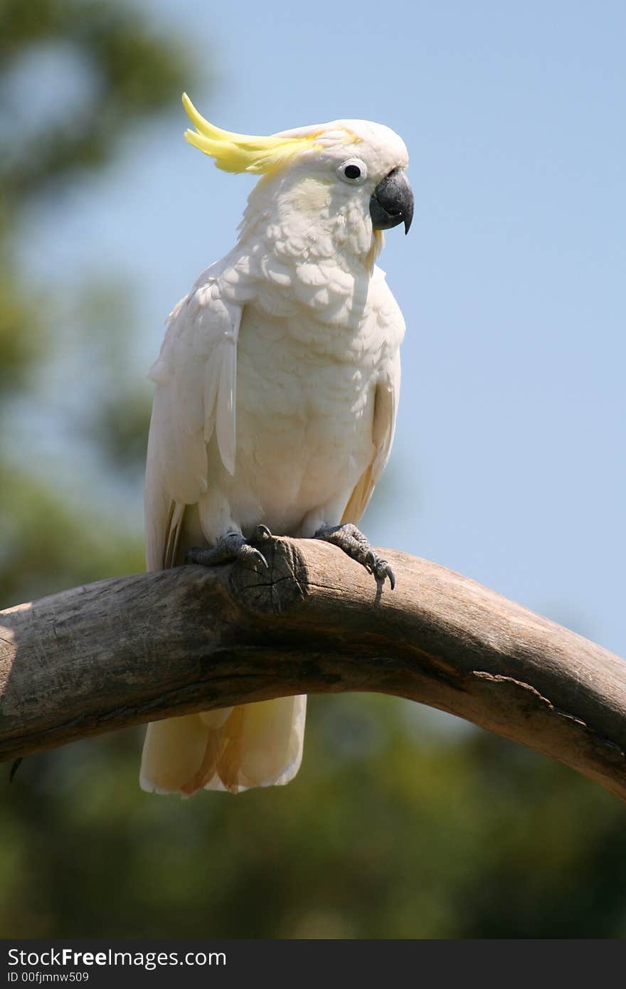 Pink and yellow parrot standing still. Pink and yellow parrot standing still