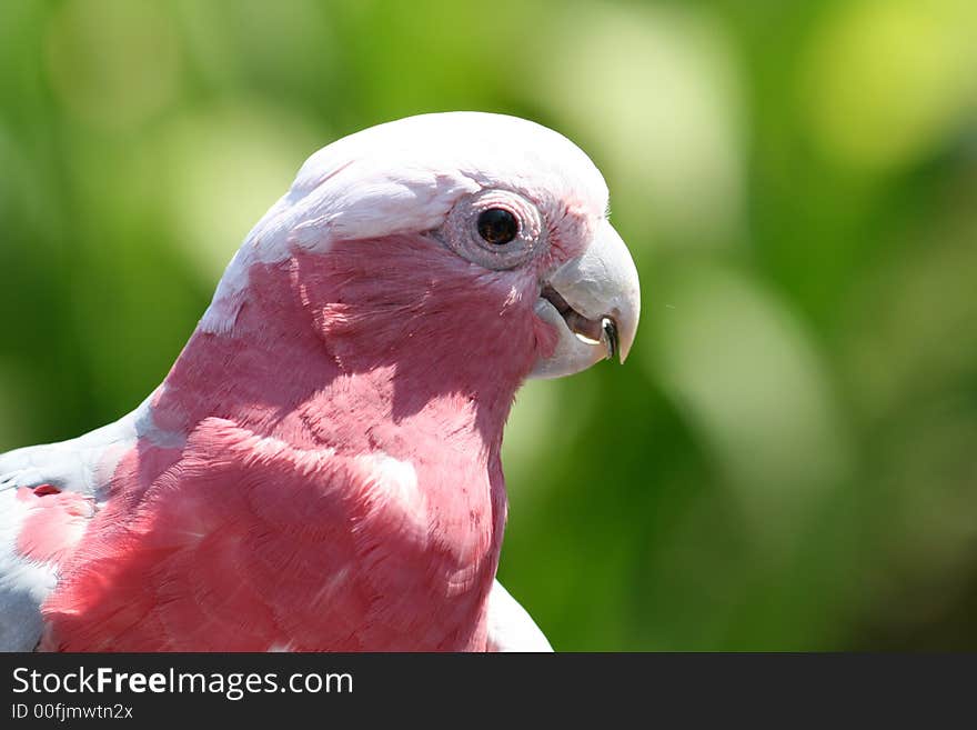 Red and grey parrot head close up