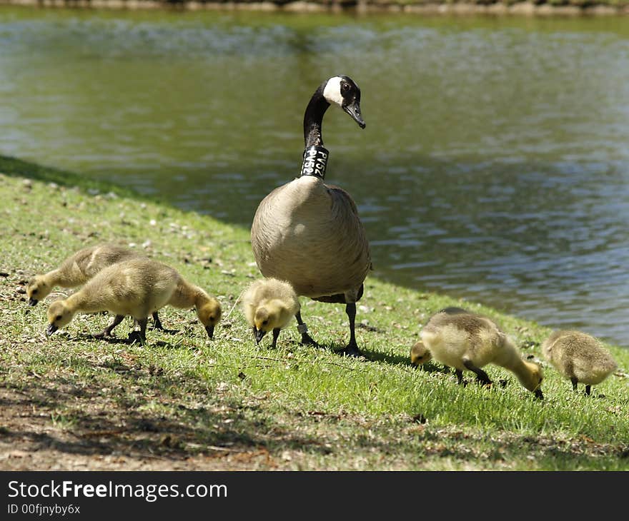 Canadian Goose with new born babies. Canadian Goose with new born babies