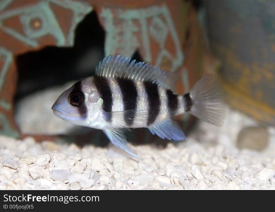 Frontosa Cichlid (Cyphotilapia Frontosa)