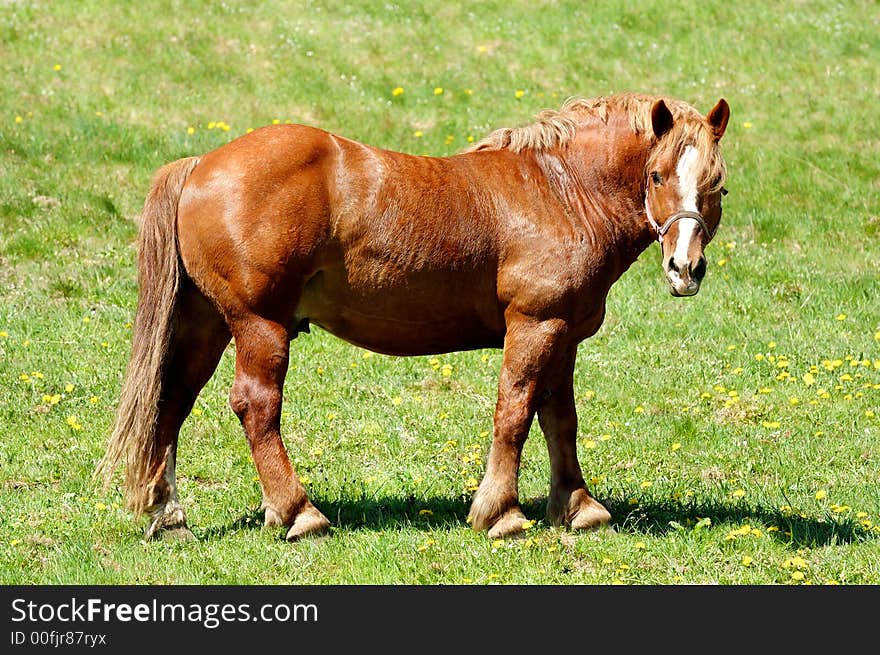 Brown horse at the green meadow. Brown horse at the green meadow