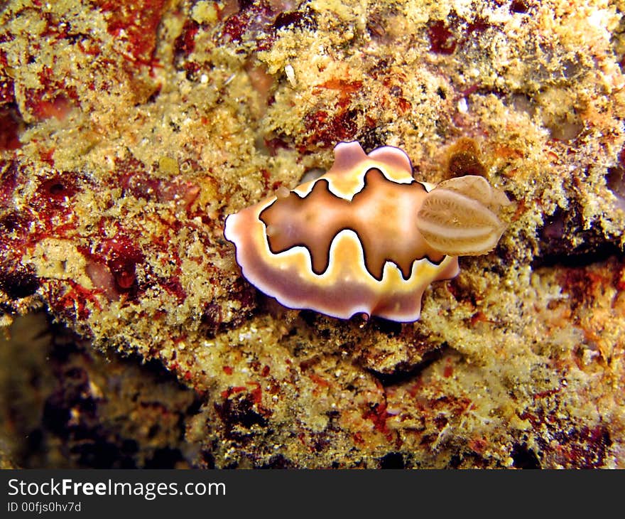 This species of nudibranch feeds on marine sponges. This species of nudibranch feeds on marine sponges.