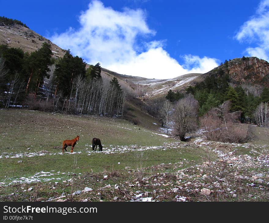 The view of the mountain and the horses. The view of the mountain and the horses