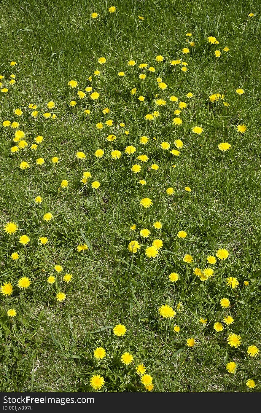 Flowerses of the dandelion on golf field