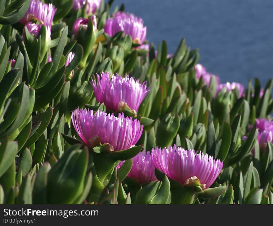 Hottentot close-up in the Mediterranean coast. Hottentot close-up in the Mediterranean coast