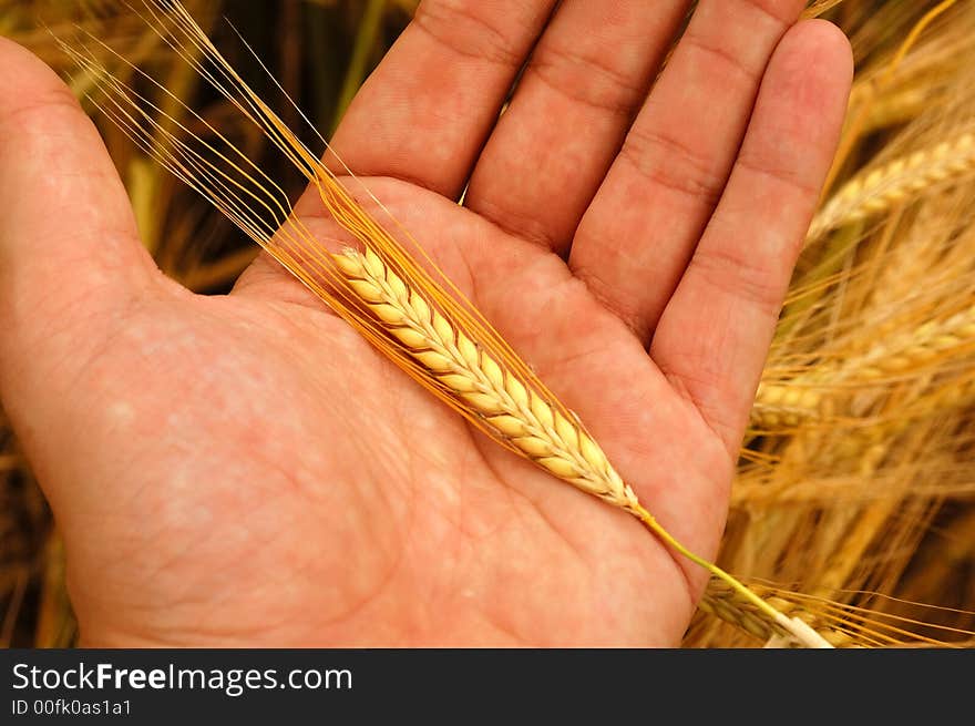 A man holding wheat in his hand showing it to us.