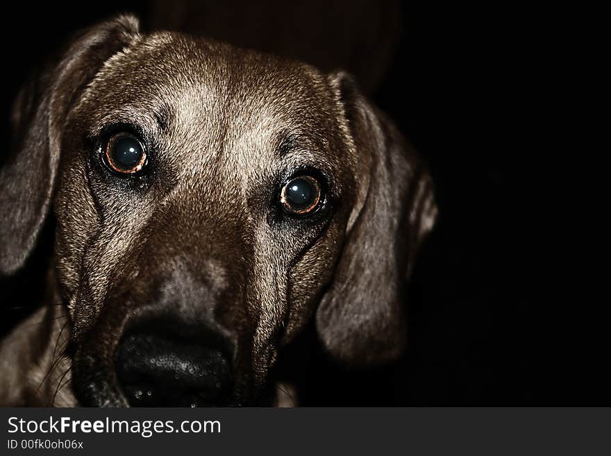 A friend curios eye-talking dog. A friend curios eye-talking dog